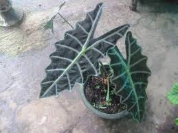 Jenis Jenis Tanaman Keladi Geomedia