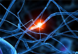 IBM simula 500 mil millones de neuronas y 100 billones de sinapsis