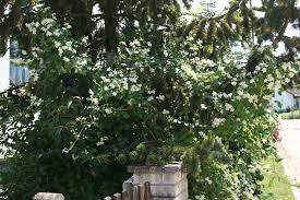 Maybe you would like to learn more about one of these? Clematis Fargesii Paul Farges Clematis Herian