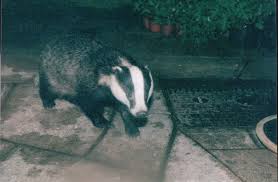 My Badger Visitors Badger Honey Badger Animals Beautiful