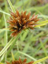Image result for Cyperus ajax