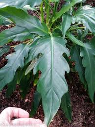 Philodendron Leland Miyano Rare Clustering Aroid Sawtooth Leaves Unusual
