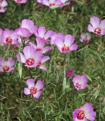 Image result for Felicia grantii