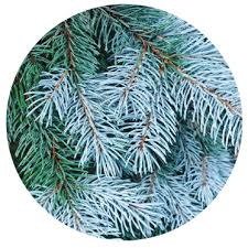 Maybe you would like to learn more about one of these? Tree Varieties Wilbert S Christmas Tree Farm