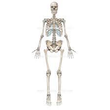 The femur connects to the knee at one end and fits into th the largest and longest bone in the human body is the femur, and it is located in th. Major Bones In The Human Body Baamboozle