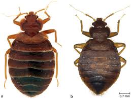 Image result for Cimex Lectularius L