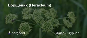 Откуда взялся и чем он опасен для людей. Borshevik Heracleum Sergedid Livejournal