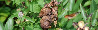 Under less favorable conditions, root rot occurs. Eco Friendly Control Of Botrytis And Phytophthora Blights On Peonies Melinda Myers