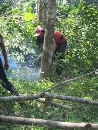 At the top of the village of bukit lawang is the bohorok rehabilitation centre which has not operated since the flood. Sos Sumatran Orangutan Society