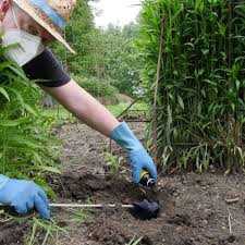 Diese methode hilft am besten vorbeugend. Wuhlmause Im Garten Mit Buttersaure Gegen Die Unersattlichen Nager Soest