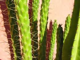 In desert traiesc urmatoarele plantele: Cum Se AdapteazÄ Plantele De DeÈert La Mediul Lor StiinÅ£Ä 2021