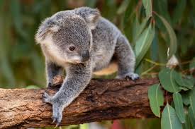 Royal palms golf course is a family owned, family run business. Winter In Port Stephens What Is There To Do The Retreat Port Stephens