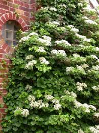 Maybe you would like to learn more about one of these? Climbing Hydrangea What S Not To Like Irvingparkgardenclub S Blog