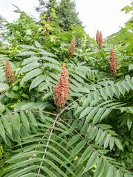 Image result for Rhus