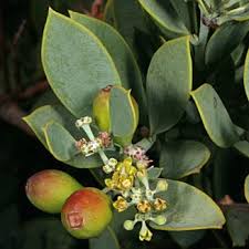 Image result for Osyris compressa