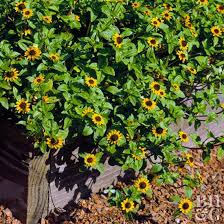 Image result for sanvitalia combine in pots