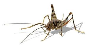 The best way to get rid of a camel cricket is to drop a phone book on it. Pin On Pests And Diseases