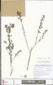 Image result for Indigofera congesta
