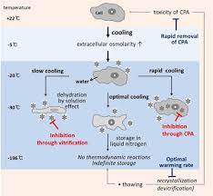 Cryopreservation in animal cell culture slideshare. Cryopreservation And Its Clinical Applications Sciencedirect