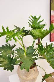 Surakarta, surakarta city, central java, indonesia. Philodendron Selloum Hope Philodendren Pflanzen Der Palmenmann