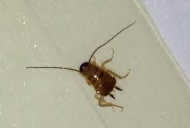 Baby Cockroaches A Complete Guide Pestseek