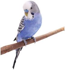 Budgies are bred in captivity with colouring of blues, whites, yellows, greys, and eve. Wellensittich Tiere Ratgeber Jr Farm