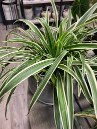 Image result for Chlorophytum nyasae