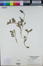 Image result for Spermacoce sphaerostigma