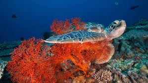 Salah satu hewan yang masuk dalam golongan kerang ini bisa tumbuh besar di dasar laut raja ampat, papua. 32 Foto Pemandangan Dalam Laut Gambar Pemandangan Keren
