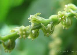 Image result for Syngonanthus longibracteatus