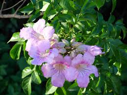 Image result for Bignonia callistegioides