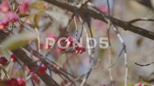 Image result for Celastraceae