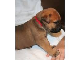 Find a mastiff puppy from reputable breeders near you in indiana. Bullmastiff Puppies For Sale