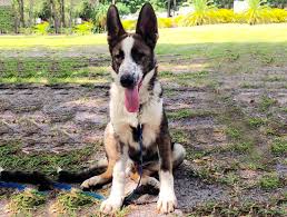 When you get a german shepherd puppy, you should plan for brushing the dog out a few times each week to keep shedding under control. German Shepherd Coat Colors Length Care Playbarkrun