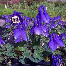 Image result for Aquilegia flabellata ministar