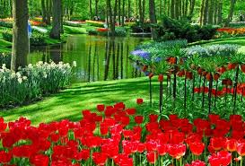 Keukenhof Gardens Holland Jardines Bonitos Hermosas Flores Jardin De Tulipanes