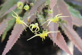Barrenwort ‘Spine Tingler’