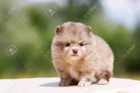 We did not find results for: Chocolate Merle Pomeranian Puppy Sit On Table Outdoor Stock Photo Picture And Royalty Free Image Image 107727845