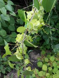 Image result for Dioscorea hirtiflora