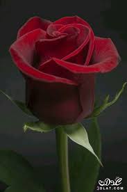 صور ورد احمر صور ورود حمراء 2020 صور ورود جميله حمراء صور ورد احمر صور روز احمر beautiful rose flowers beautiful roses rose buds
