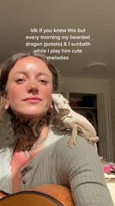 Morning Sunbath Serenades with Potato the Bearded Dragon