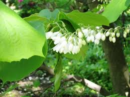 There are many, many perennials with fragrant foliage, but let's focus on three in particular that thrive in zone 5 and 6 gardens … first is common catnip, a very easy grower that tops out at about three feet tall. Spring Blooming Trees