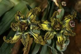 Image result for Ferraria