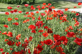 Maybe you would like to learn more about one of these? The 3 Best Places To See Poppies In Texas Texas Highways