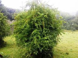 Check spelling or type a new query. Crab Apple Trees For Sale Online Choose Your Crab Apple Plant