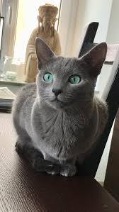 Pin By Kkcag On Russisch Blau Pretty Cats Cute Cats Cute Cats And Kittens