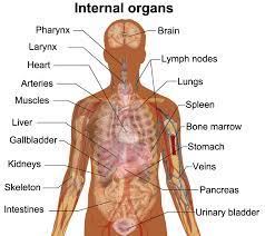 What organs are located in the human body? Organ Map Human Body Koibana Info Anatomy Organs Human Body Organs Body Organs Diagram