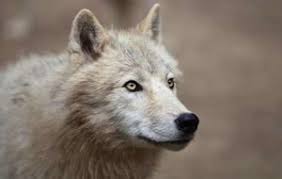 تفسير ذئب في الحلم لابن سيرين أدق تفسير رؤيا ذئب في المنام