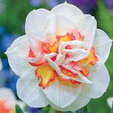 Jba crocus bulbs large flowering mixed (25 bulbs) autumn planting/spring flowering bulbs. Ready To Plant Spectacular Rosy Cloud Double Pink Daffodils Large Bulbs 3 Plant Seeds Bulbs Patterer Home Garden