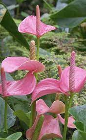Sign In Anthurium Flower Flora Flowers Anthurium Plant